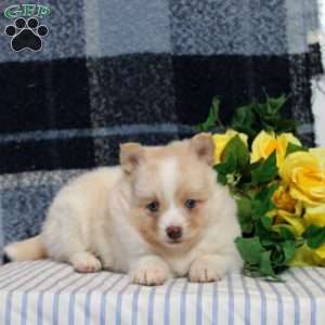Felecity, Pomsky Puppy
